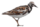 Ruddy-turnstone-icon.png