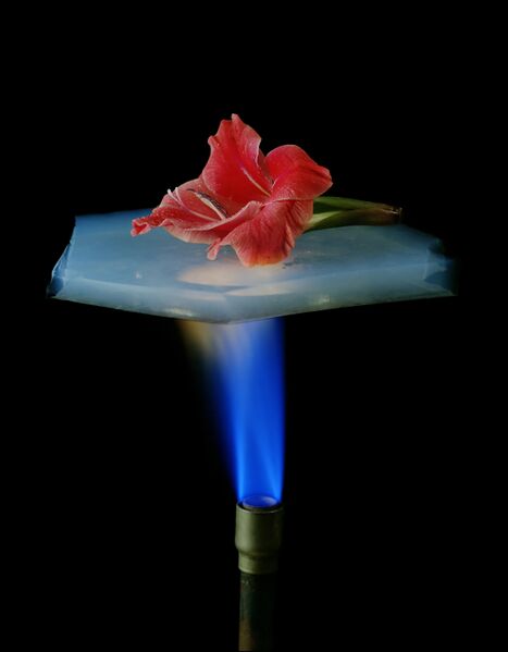 Datoteka:Aerogelflower filtered.jpg